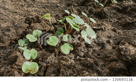 Young seedlings sprouting in nutrient-rich soil under warm sunlight in a garden during springtime cultivation Young seedlings sprouting in nutrient-rich soil under warm sunlight in a garden during springtime cultivation 130693116