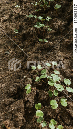 Young plants growing in rich soil within a garden bed at midday during spring season 130693117