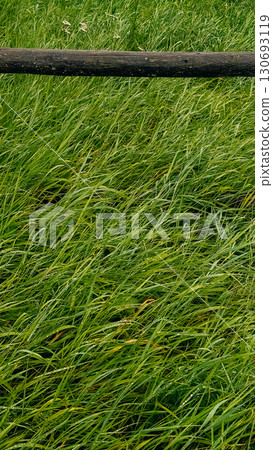 Lush green grass swaying gently in a serene meadow under a clear blue sky during a sunny afternoon in early summer Lush green grass swaying gently in a serene meadow under a clear blue sky during a sunny afternoon in early summer 130693119