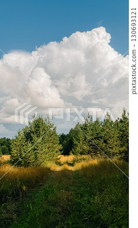 Lush green forest path leading through tall grass under a bright blue sky with fluffy clouds Lush green forest path leading through tall grass under a bright blue sky with fluffy clouds 130693121