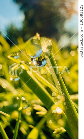 Close-up of dew drops on vibrant green grass blades reflecting sunlight in a natural setting 130693125