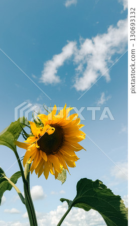 Bright sunflower blooming under a clear blue sky with fluffy clouds in the background 130693132