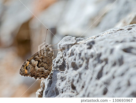Hipparchia (Parahipparchia) cretica (Cretan Grayling), Crete Hipparchia (Parahipparchia) cretica (Cretan Grayling), Crete 130693967