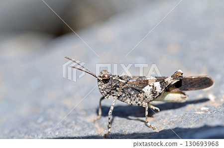 The Cretan Band-winged Grasshopper (Oedipoda venusta) is only known from Crete The Cretan Band-winged Grasshopper (Oedipoda venusta) is only known from Crete 130693968
