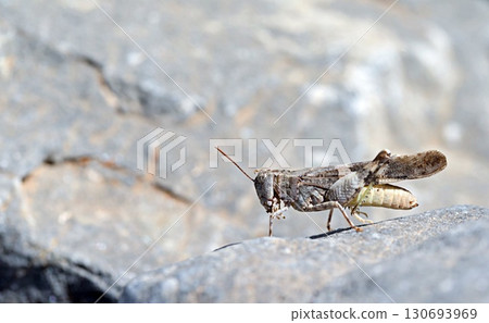 The Cretan Band-winged Grasshopper (Oedipoda venusta) is only known from Crete The Cretan Band-winged Grasshopper (Oedipoda venusta) is only known from Crete 130693969