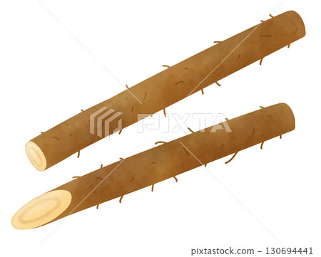 Illustration of burdock cut into two pieces 130694441