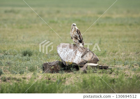 Eagle Sitting on the Ground 130694512
