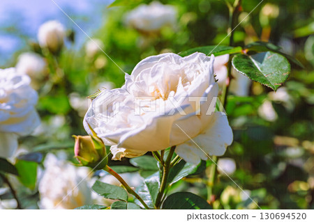 Menuma Roadside Station Rose Garden-54 Menuma Roadside Station Rose Garden-54 130694520