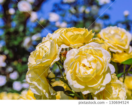 Menuma Roadside Station Rose Garden-57 130694524