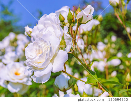 Menuma Roadside Station Rose Garden-63 130694530