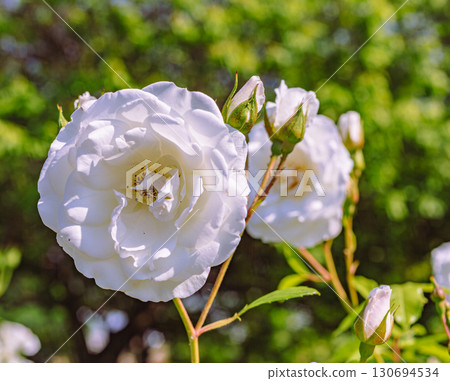 Menuma Roadside Station Rose Garden-67 130694534