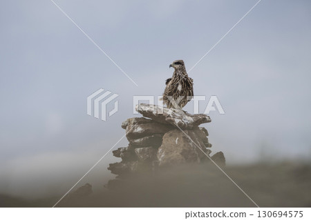 Eagle Sitting on the Ground 130694575