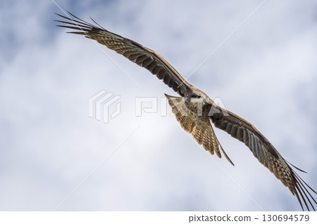 An eagle flies in the sky in the mountains An eagle flies in the sky in the mountains 130694579