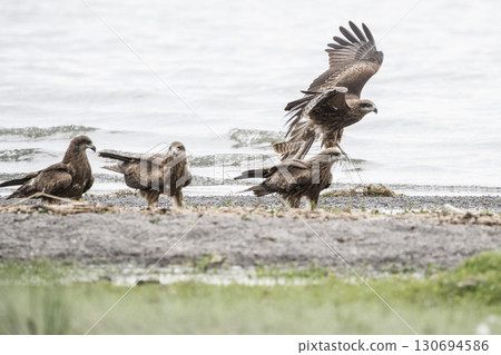 Eagle Sitting on the Ground Eagle Sitting on the Ground 130694586