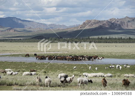 A beautiful Mongolian horses in steppe nature landscape. 130694588