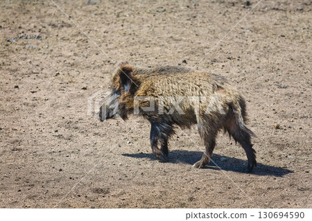 Wild boar in a clearing  130694590