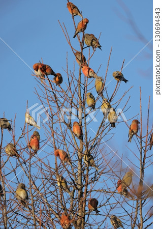 A flock of Japanese squirrels on a pine tree 130694843