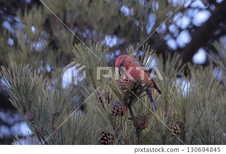 Male crossbill poking pine cones Male crossbill poking pine cones 130694845