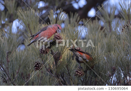 Male crossbill poking pine cones 130695064