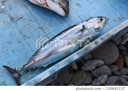 Landed round tuna 130695137