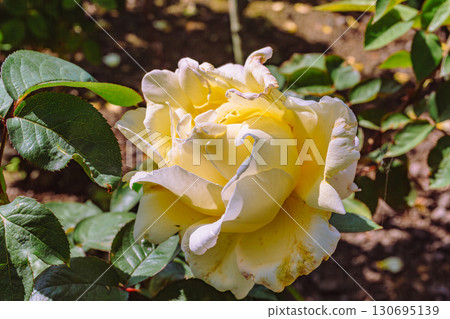 Menuma Roadside Station Rose Garden-2 130695139