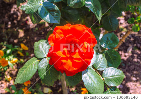 道之站瀨沼玫瑰園-3 130695140