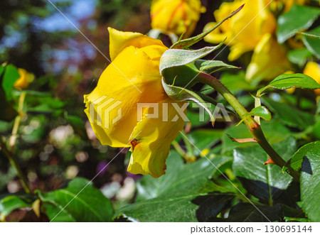 Menuma Roadside Station Rose Garden-7 Menuma Roadside Station Rose Garden-7 130695144