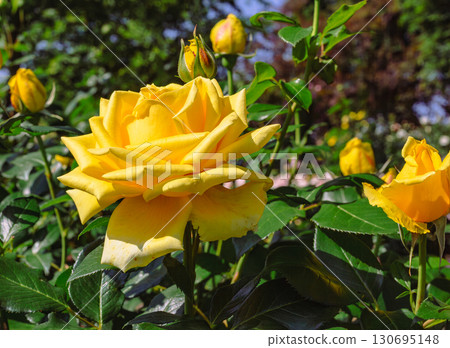 Menuma Roadside Station Rose Garden-11 130695148