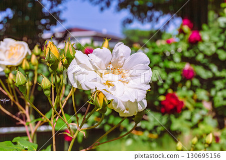 Menuma Roadside Station Rose Garden-19 Menuma Roadside Station Rose Garden-19 130695156
