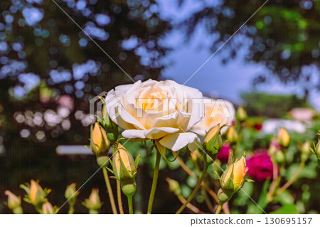 Menuma Roadside Station Rose Garden-20 130695157