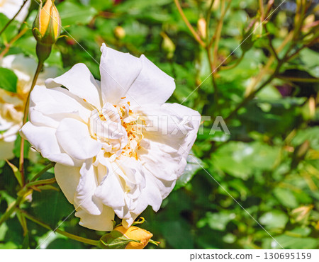 Menuma Roadside Station Rose Garden-23 130695159