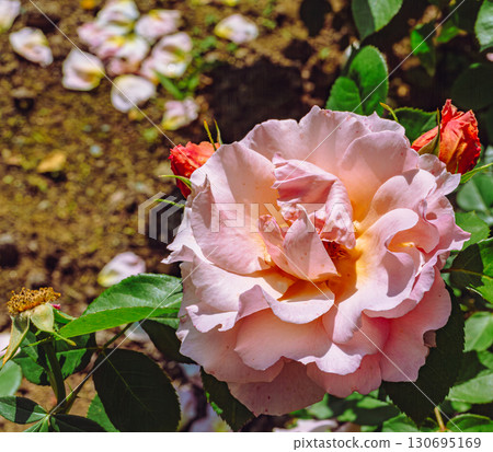 Menuma Roadside Station Rose Garden-33 Menuma Roadside Station Rose Garden-33 130695169