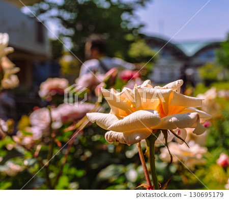 道之站—目沼玫瑰園-42 道之站—目沼玫瑰園-42 130695179