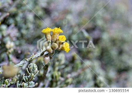 Helichrysum italicum is a species of flowering plant in the family Asteraceae. It is called the curry plant, Italian strawflower and immortelle, Crete 130695554