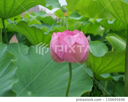 Lotus flower before blooming Lotus flower before blooming 130695696