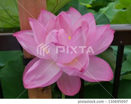 Landscape with lotus flowers Landscape with lotus flowers 130695697