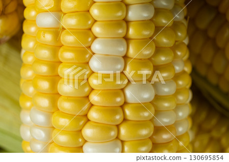 Detailed macro of fresh raw corn cobs 130695854