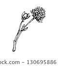 Hand drawn vector illustration of red clover with blooming flower head and side buds, depicted with stem and leaves in fine linework, ideal for herbal packaging, natural medicine labels and eco prints 130695886