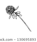 Hand drawn vector illustration of clover plant with blooming flower head and leaves, depicted in line drawing, perfect for herbal tea packaging, natural medicine labels, botanical prints, eco design 130695893