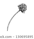 Vector illustration of clover flower head on long curved stem, created in detailed hand drawn line art, suitable for herbal tea packaging, botanical design, apothecary branding and eco friendly prints 130695895