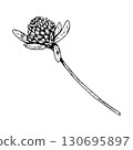 Hand drawn clover plant with blossoms and leaves, vector illustration in line drawing style, suitable for natural cosmetics packaging, eco prints, herbal medicine design, St Patrick s Day decorations 130695897