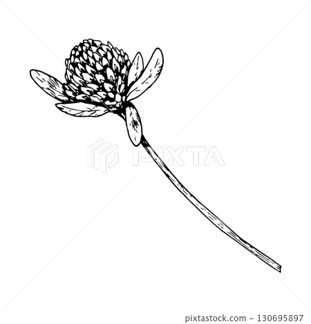 Hand drawn clover plant with blossoms and leaves, vector illustration in line drawing style, suitable for natural cosmetics packaging, eco prints, herbal medicine design, St Patrick s Day decorations Hand drawn clover plant with blossoms and leaves, vector illustration in line drawing style, suitable for natural cosmetics packaging, eco prints, herbal medicine design, St Patrick s Day decorations 130695897