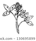 Vector illustration of clover plant with blooming head and leaves, hand drawn in detailed line style, perfect for eco friendly packaging, apothecary design, herbal labels, St Patrick s Day artwork 130695899