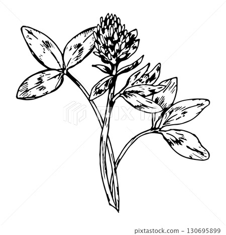 Vector illustration of clover plant with blooming head and leaves, hand drawn in detailed line style, perfect for eco friendly packaging, apothecary design, herbal labels, St Patrick s Day artwork Vector illustration of clover plant with blooming head and leaves, hand drawn in detailed line style, perfect for eco friendly packaging, apothecary design, herbal labels, St Patrick s Day artwork 130695899