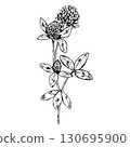 Hand drawn vector illustration of blooming clover flower with stem and small leaves, detailed linework suitable for herbal tea packaging, eco design, botanical prints and St Patrick s Day projects 130695900