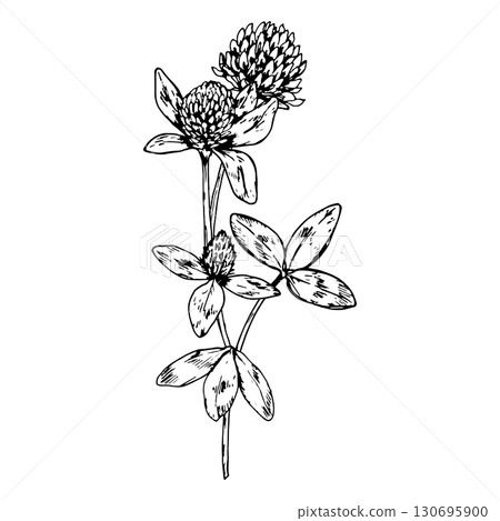 Hand drawn vector illustration of blooming clover flower with stem and small leaves, detailed linework suitable for herbal tea packaging, eco design, botanical prints and St Patrick s Day projects 130695900