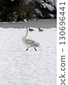 年輕的大天鵝在雪地上行走 130696441
