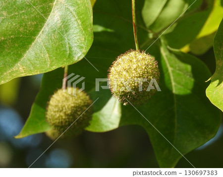 Fruit of the American sycamore (also known as sycamore) 130697383