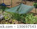 Protecting vegetables from the drought during the scorching summer heat with shade 130697543