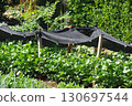 Protecting vegetables from the drought during the scorching summer heat with shade 130697544